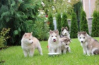Sibi�sk� husky