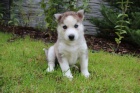 Sibi�sk� husky