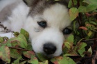 Sibi�sk� husky
