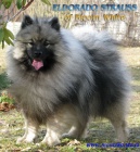 N�meck� �pic vl��/keeshond