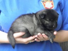 N�meck� �pic vl��/keeshond