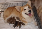 Prodm tata welshcorgi pembroke