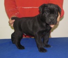 Cane corso - tata s PP