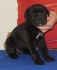 Cane corso - tata s PP