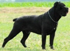 Cane corso - tata s PP