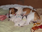 tka Jack Russel Terira