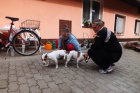 tka Jack Russel Terira