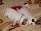 tka Jack Russel Terira