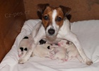 tka Jack Russel Terira