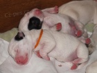 tka Jack Russel Terira