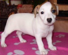 Krsn ttka Jack Russela k obnru