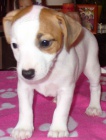 Krsn ttka Jack Russela k obnru