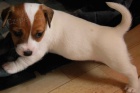 Krsn ttka Jack Russela k obnru