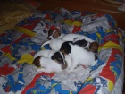 ttka Jack russella teriera