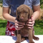 Chesapeake bay retriever 