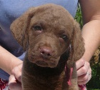 Chesapeake bay retriever 