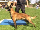 Belgick ovk malinois - tata 