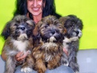 Lhasa Apso s PP