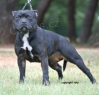 Staffordshire Bull Terrier blue/modre