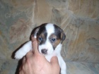 Posledn ttka Jack Russela