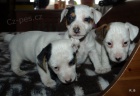 jack russell terier