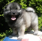 Keeshond / vl pic prodm tata s PP 