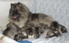 Keeshond / vl pic prodm tata s PP 