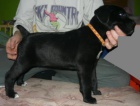 Cane Corso s PP