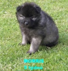 N�meck� �pic vl��/keeshond