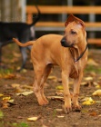 Thajsk ridgeback - posledn 3 krsn tentka