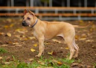 Thajsk ridgeback - posledn 3 krsn tentka