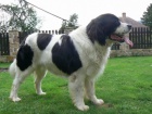 Landseer - tata