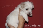 COTON DE TULEAR