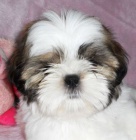 Ndhern ttka Shih-tzu - odbr mon IHNED