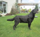 Nabdka kryt labradorsk retriever