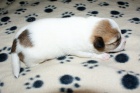 Jack Russell terier s PP
