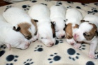 Jack Russell terier s PP