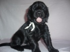 Flat coated retriever - ttka s PP 