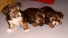 jorkrsk terir x shi tzu