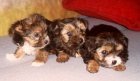 jorkrsk terir x shi tzu