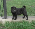 Shar-pei(arpeij)-tn fenka