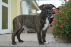 Americk Pitbulterir