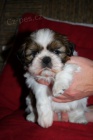 Shih-Tzu tata s PP