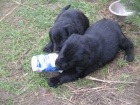 FLAT COATED RETRIEVER 