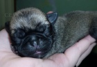 Mops ttka