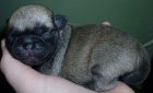 Mops ttka