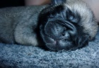 Mops ttka