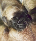 Mops ttka