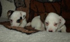 jack russell terier