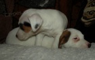 jack russell terier